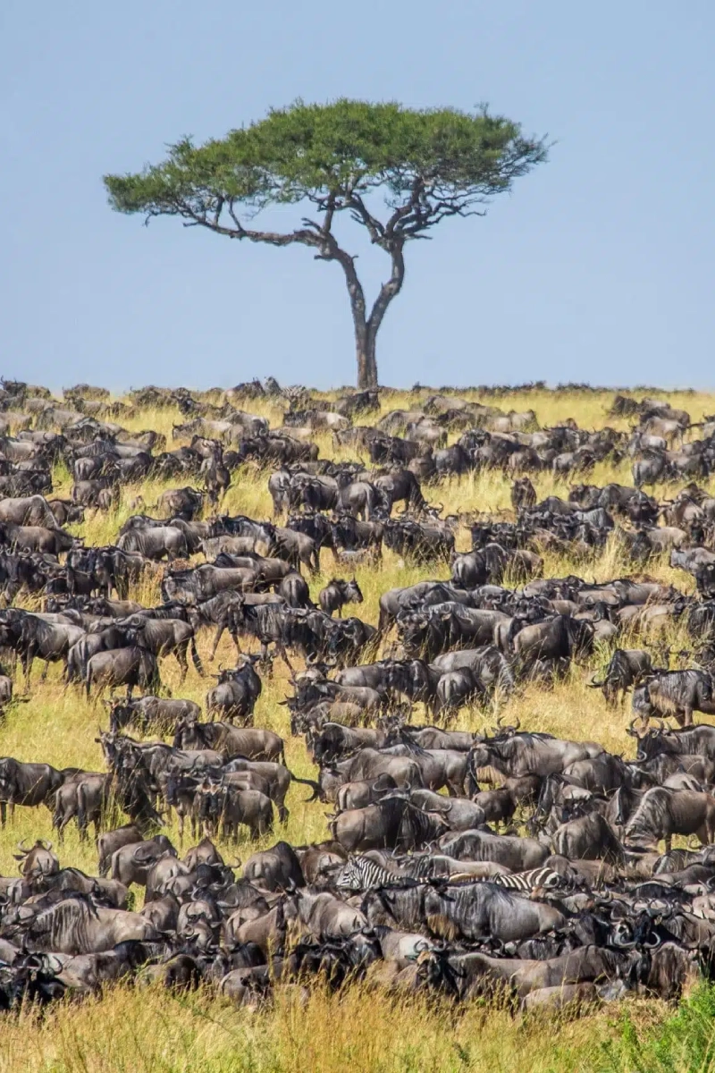 3 Days Masai Mara Private Jeep Safari – From Nairobi