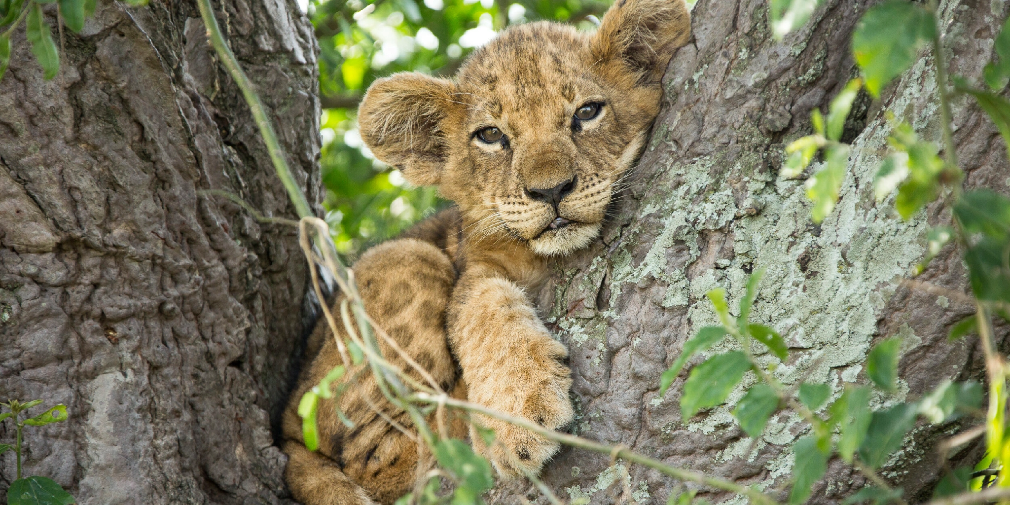 3-Days Northern Kenya Safari  