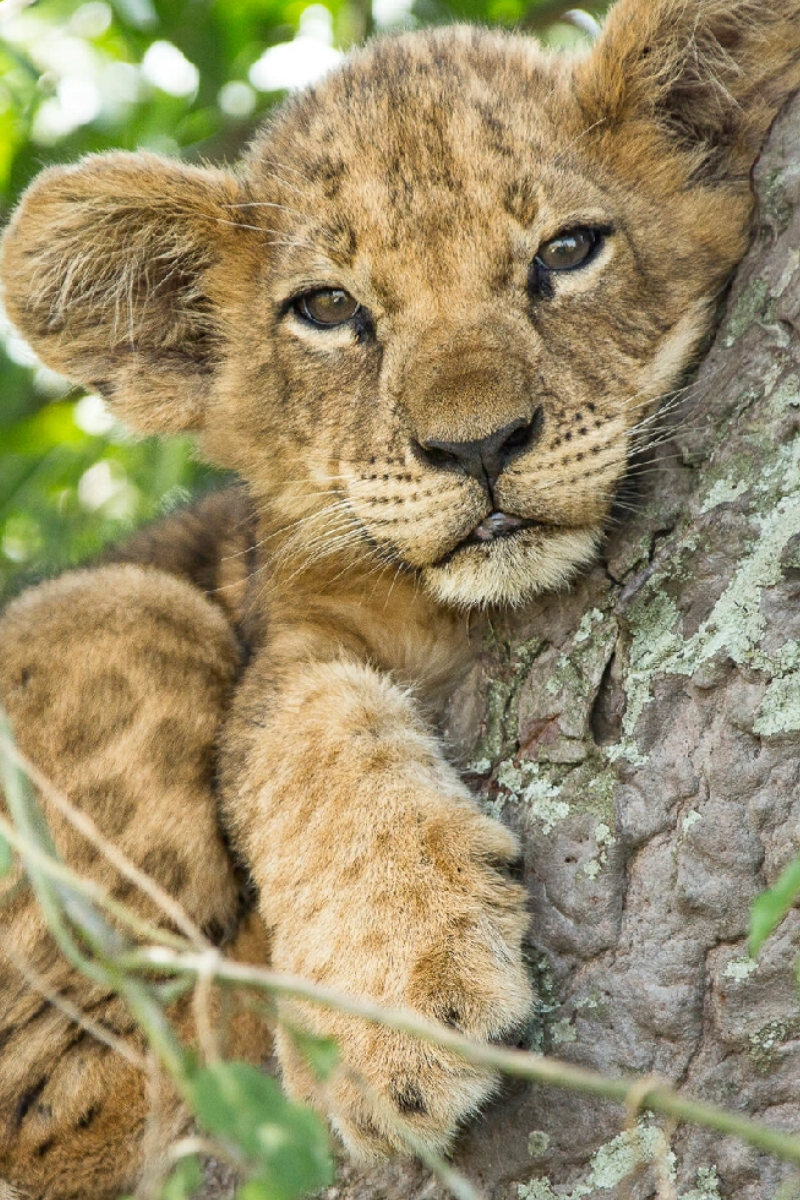 3-Days Northern Kenya Safari