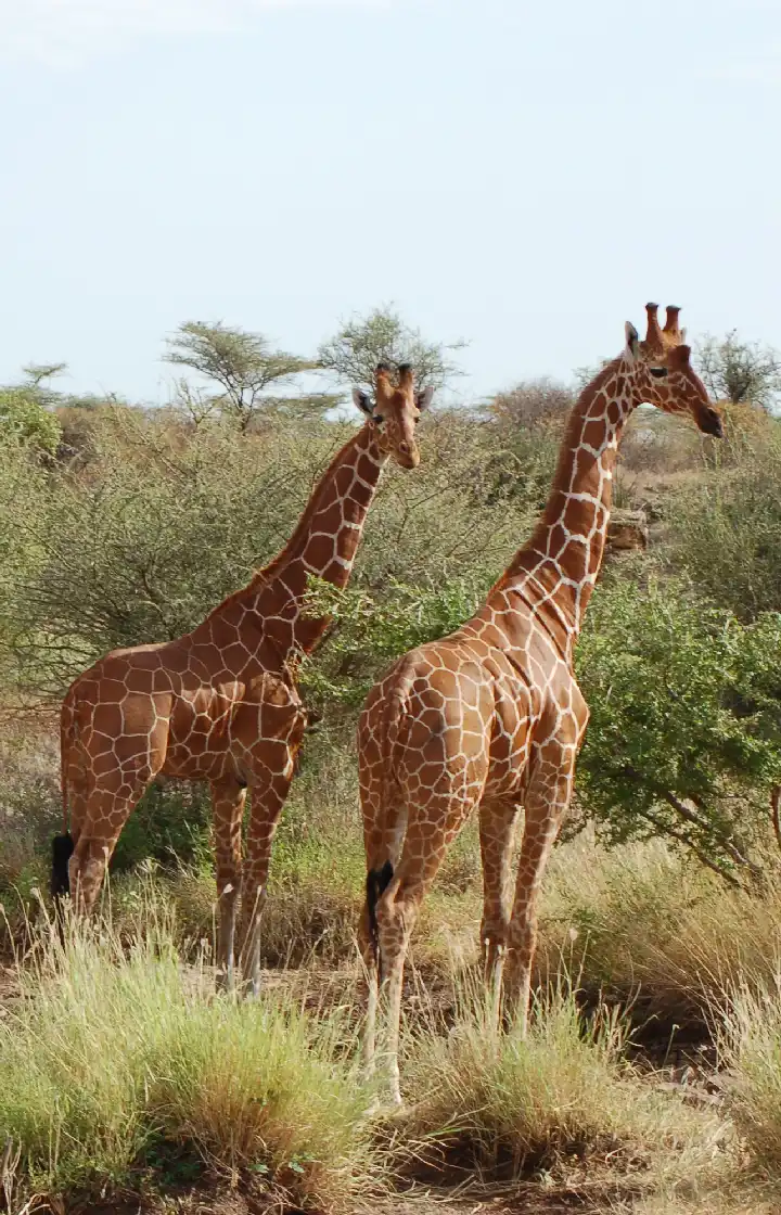 3 days samburu fly-in safari