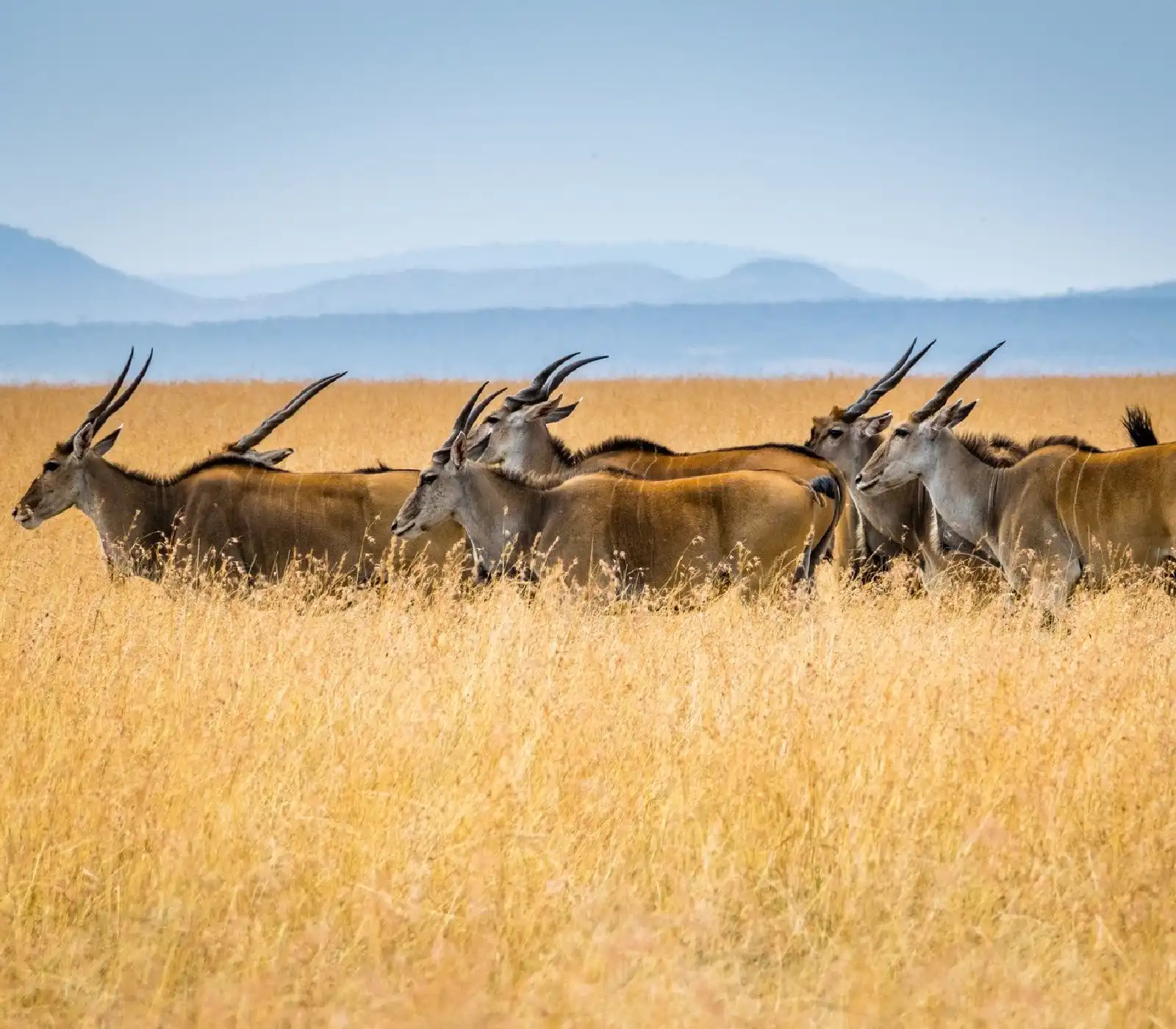 3 days samburu fly-in safari attractions