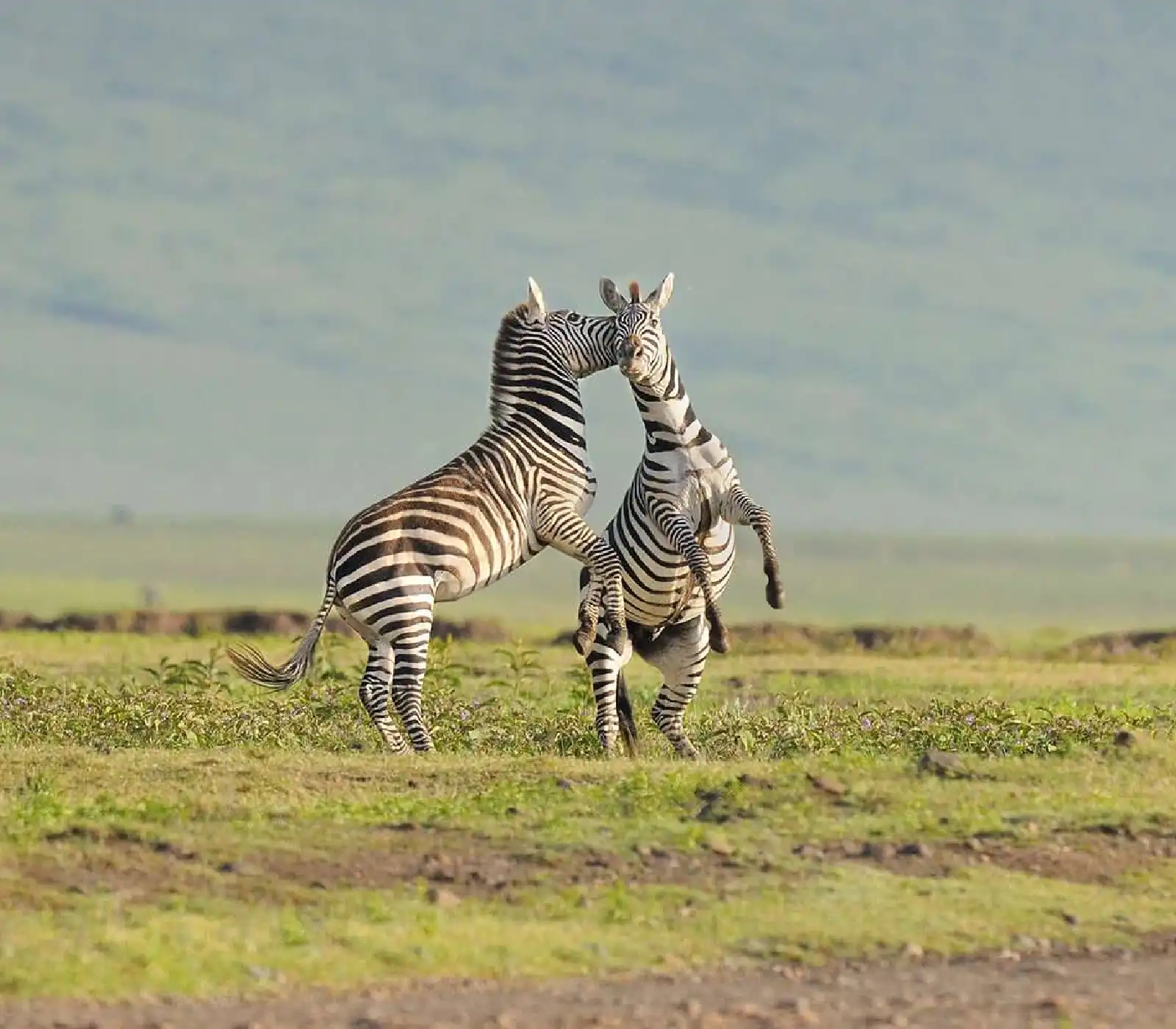 3 days samburu fly-in safari attractions