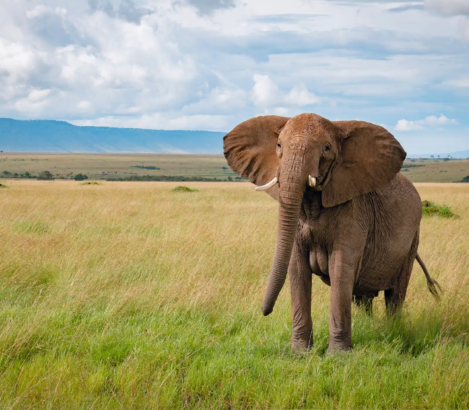 3 days samburu fly-in safari attractions