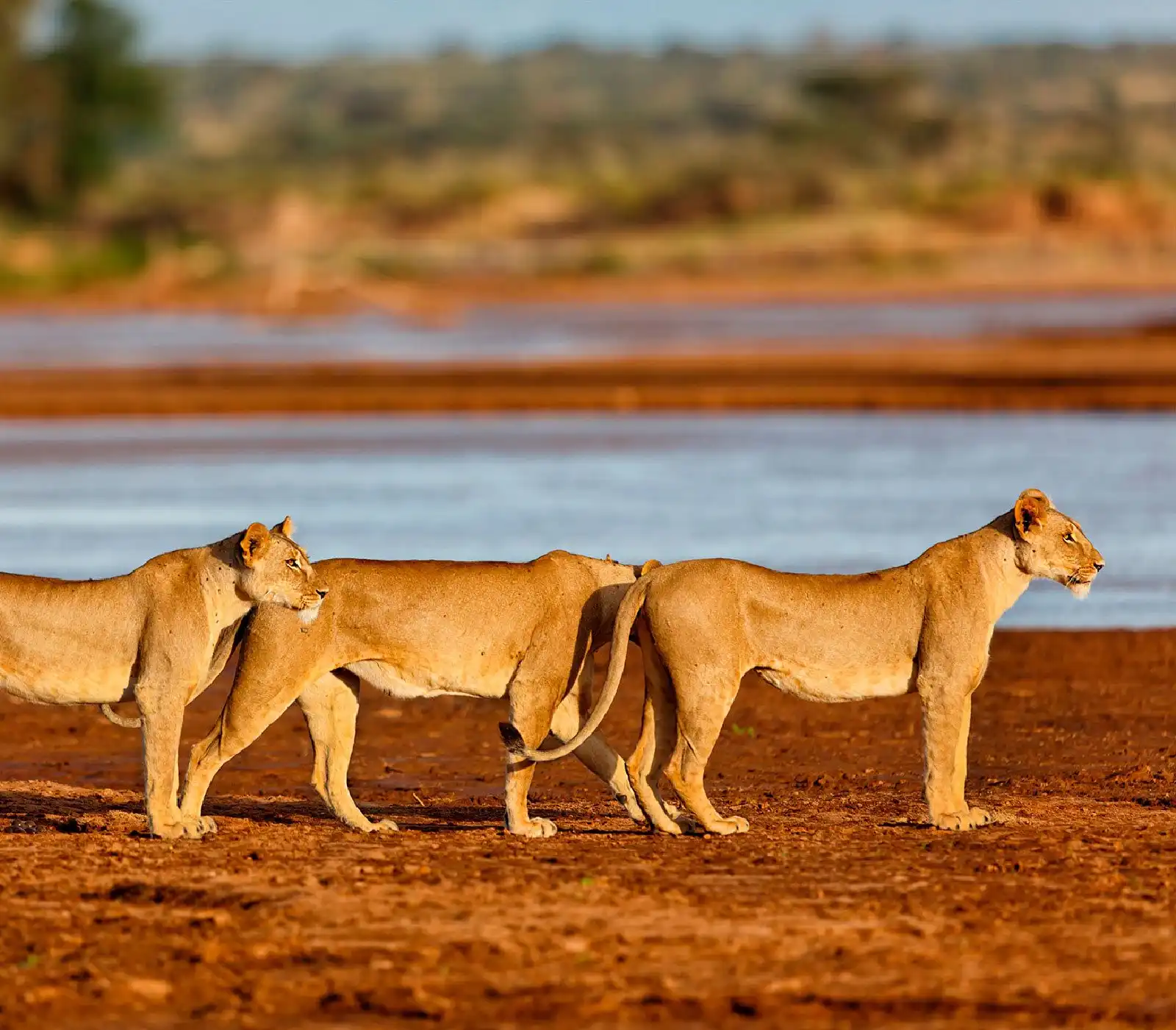 3 days samburu fly-in safari attractions
