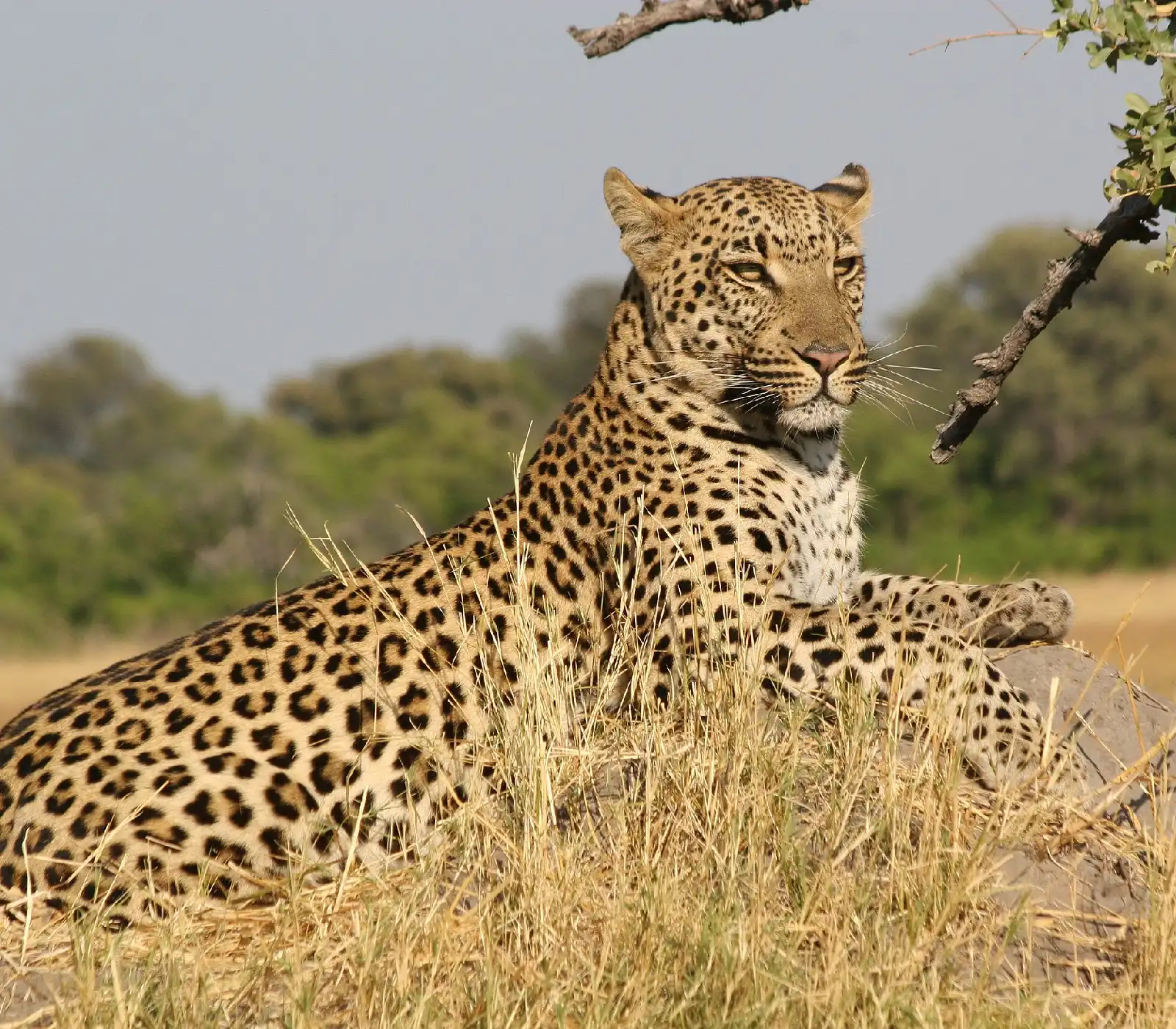 3 days samburu fly-in safari attractions