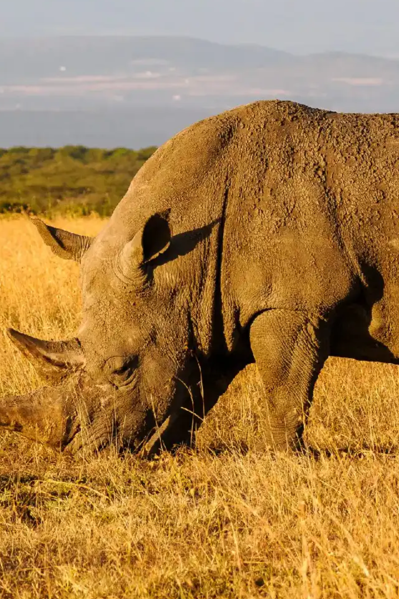 3 days samburu fly-in safari