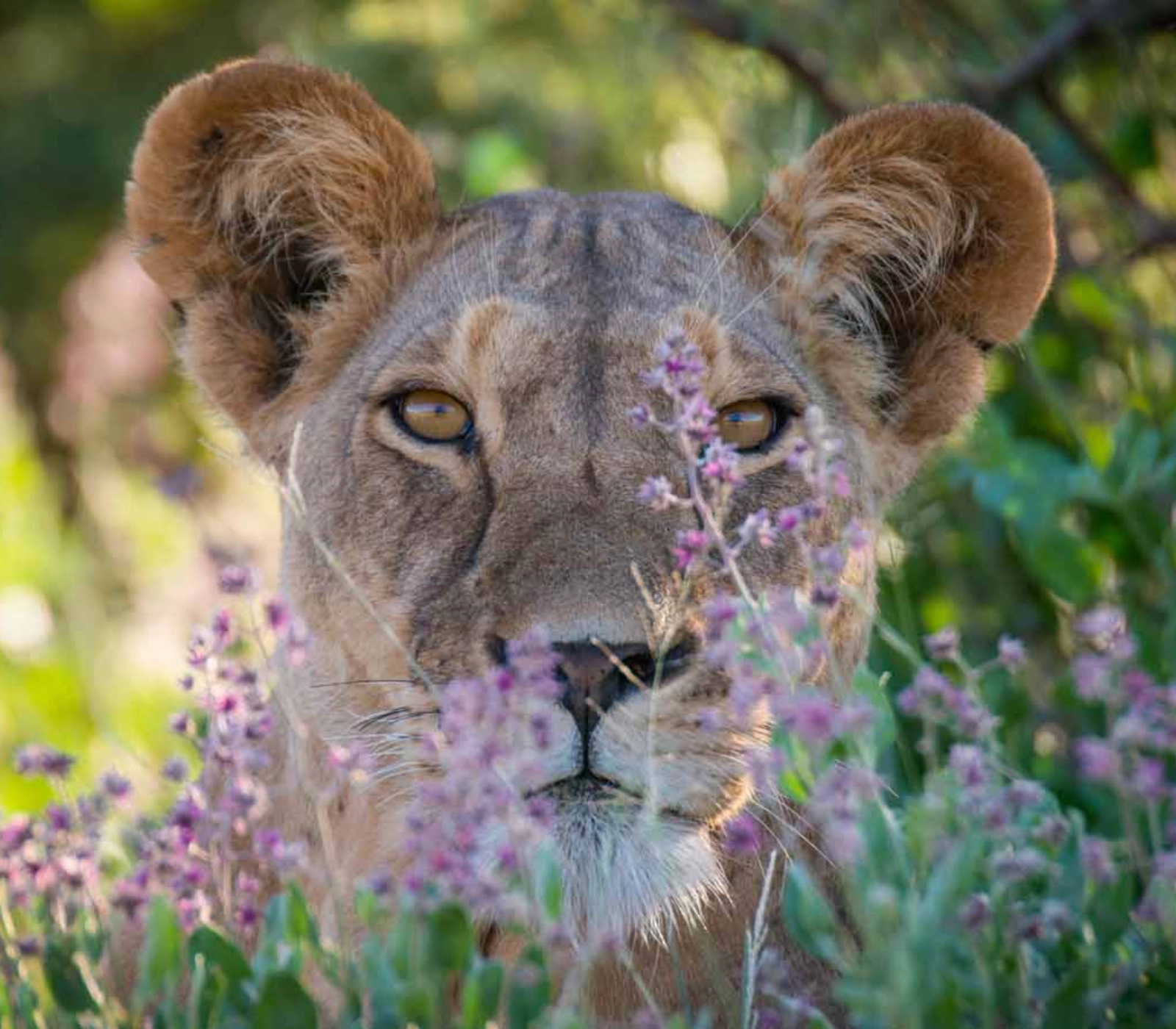 3-Days Samburu Game Reserve Safari in a Land Cruiser Attractions