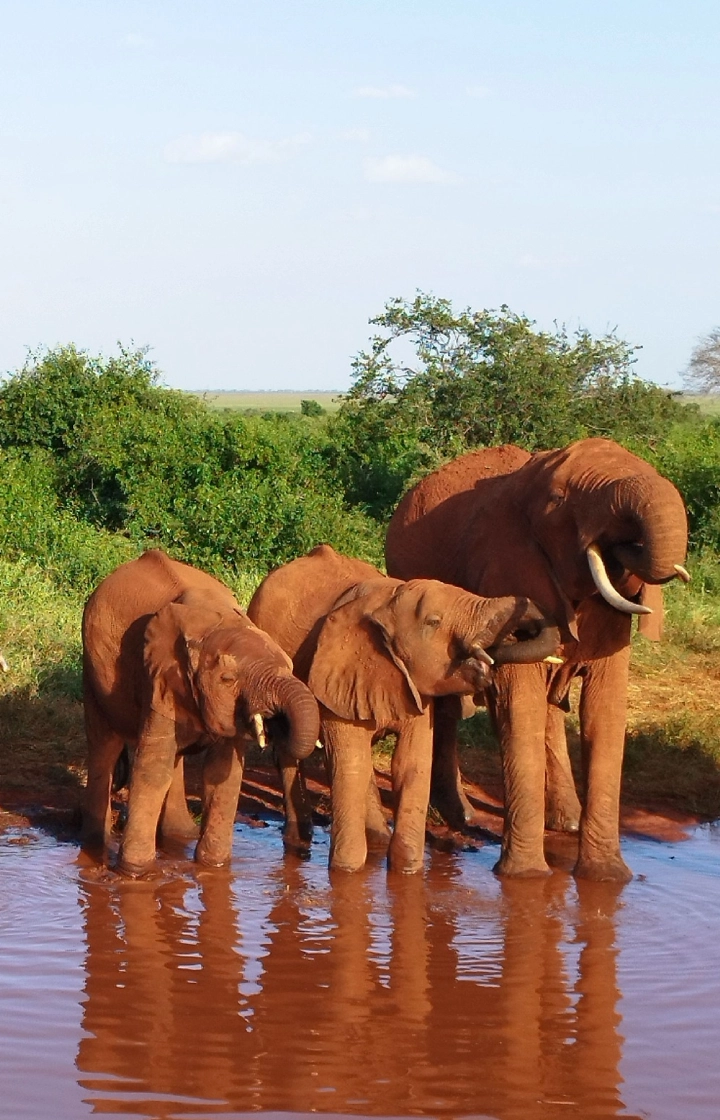 3-Days Tsavo East & Amboseli National Park Safari wildlife