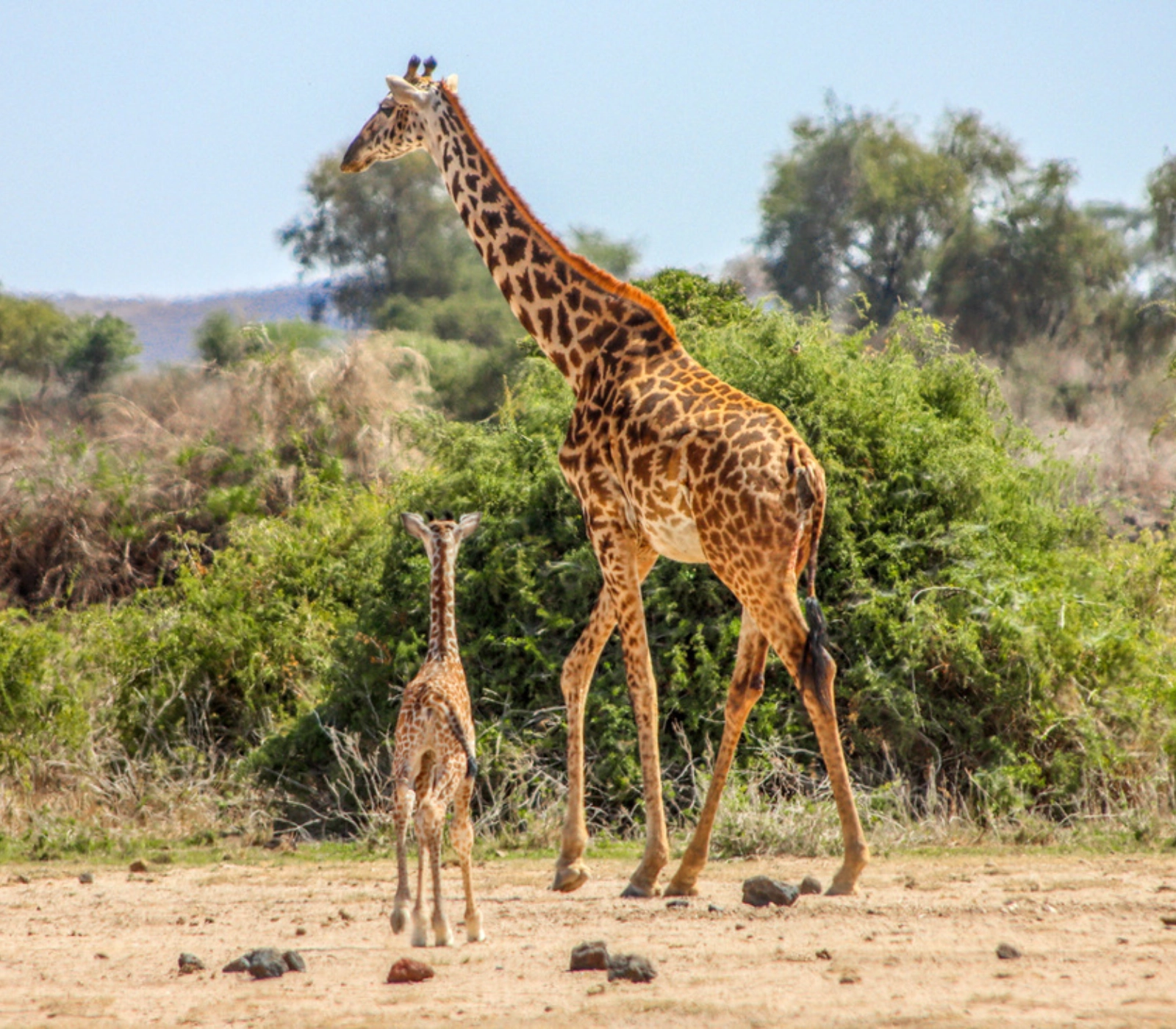 3-Days Tsavo East & Amboseli National Park Safari Attractions