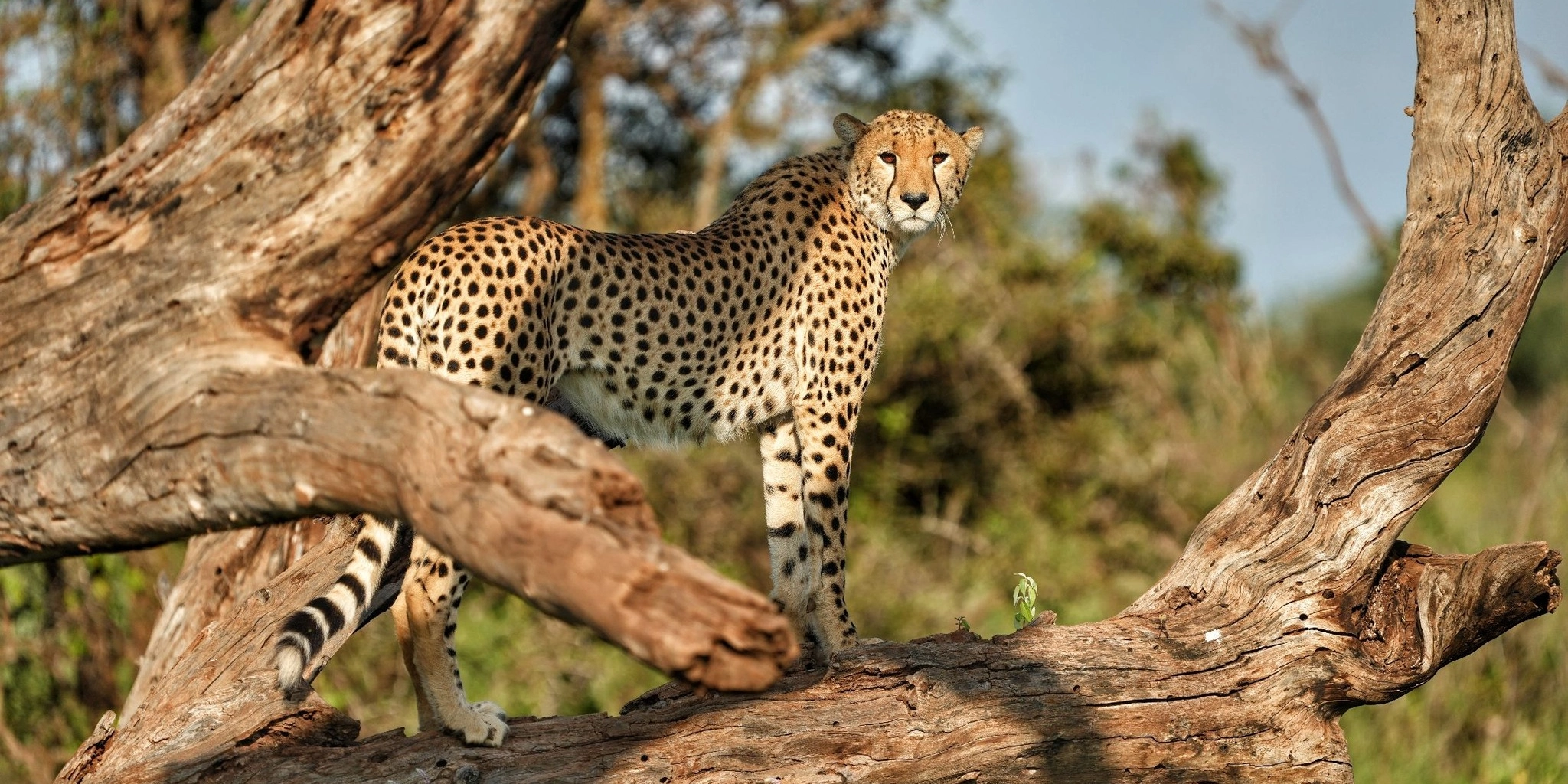 3-Days Tsavo East & Amboseli National Park Safari