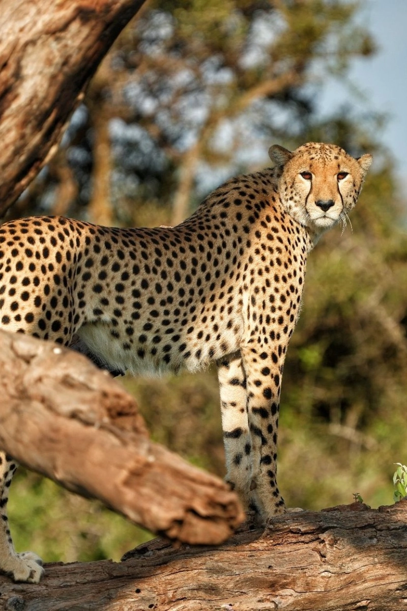 3-Days Tsavo East & Amboseli National Park Safari