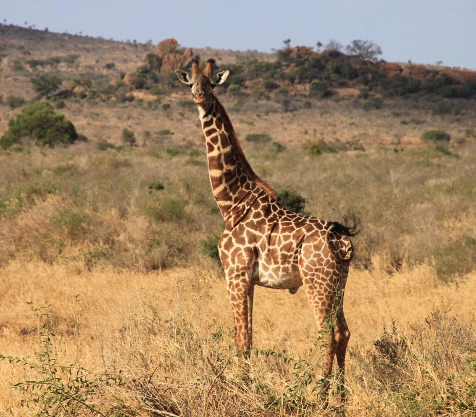 3-Days Tsavo East & Tsavo West National Park Safari Attractions