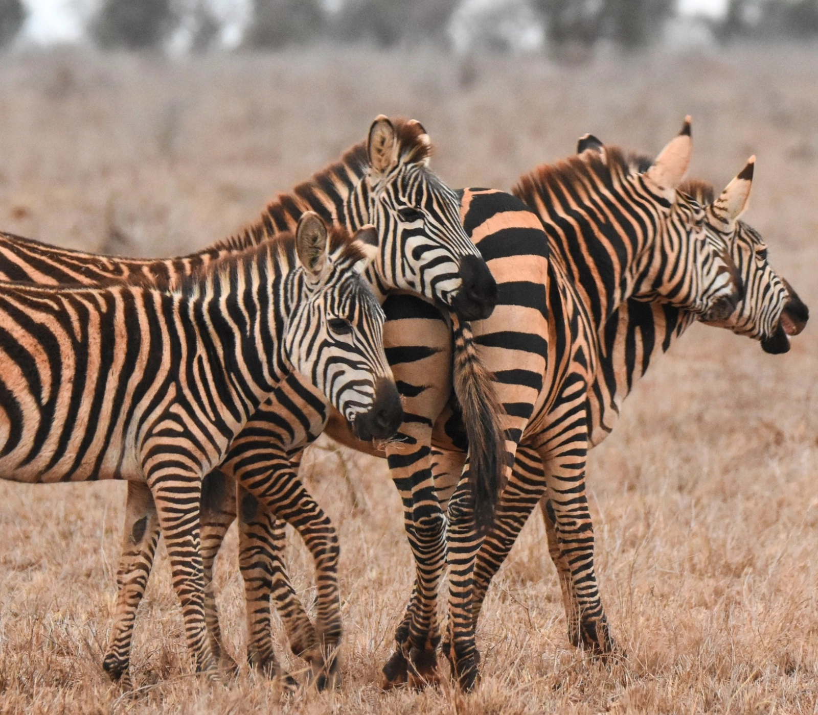 3-Days Tsavo East & Tsavo West National Park Safari Attractions