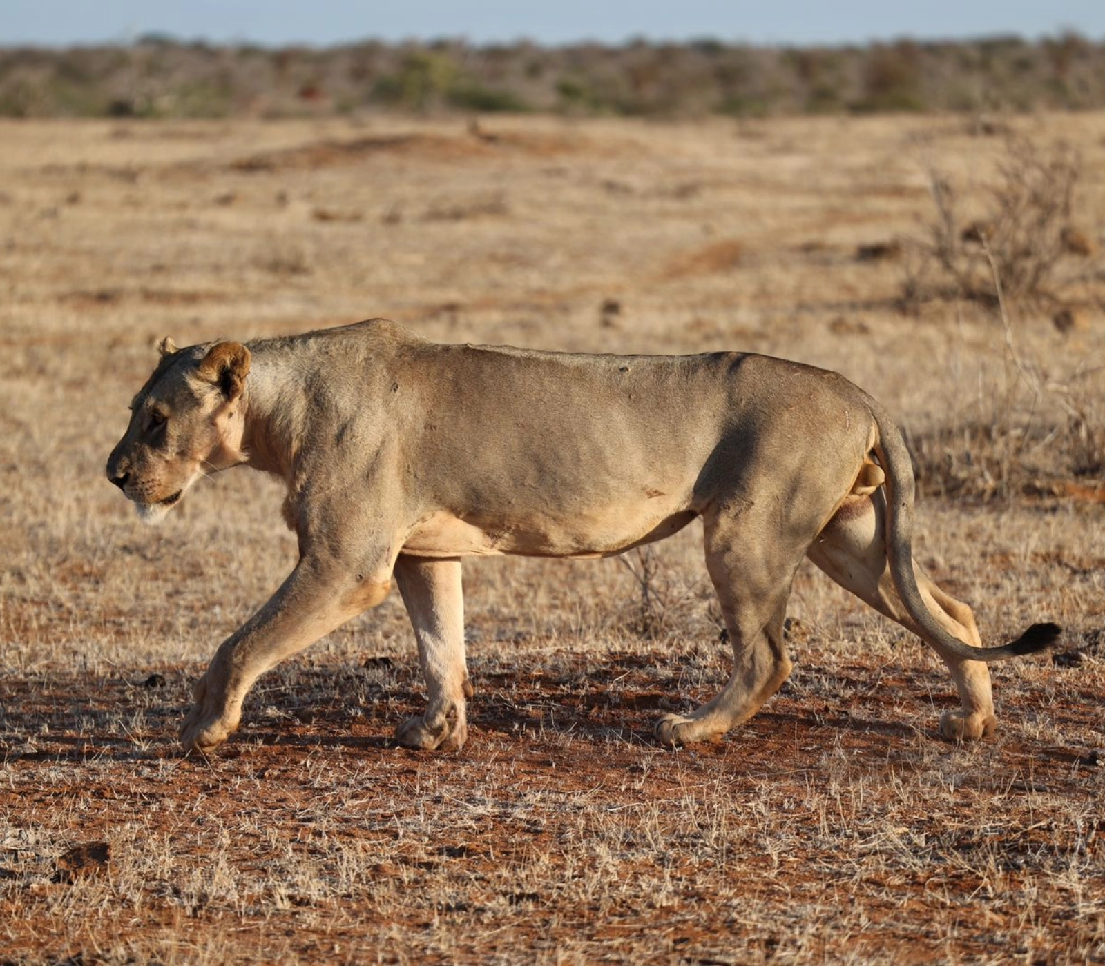 3-Days Tsavo East & Tsavo West National Park Safari Attractions
