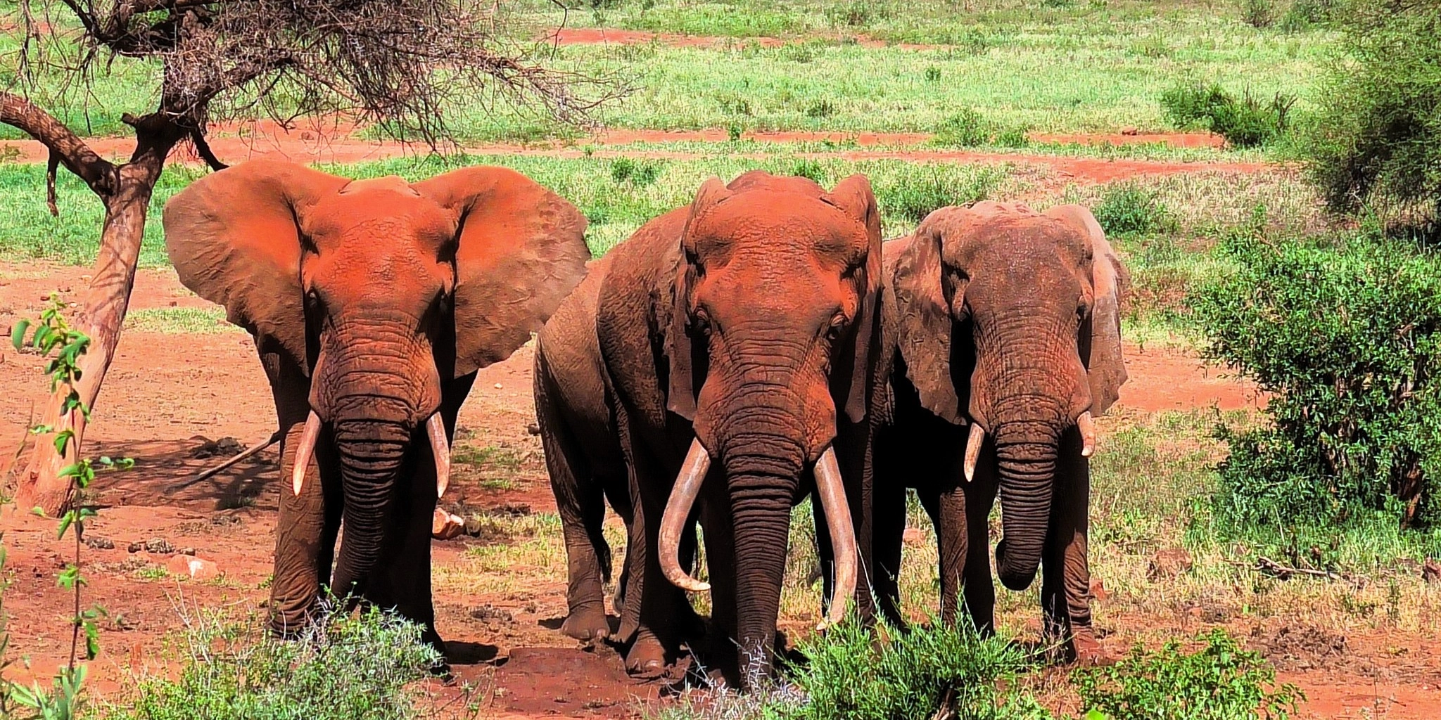 3-Days Tsavo East & Tsavo West National Park Safari