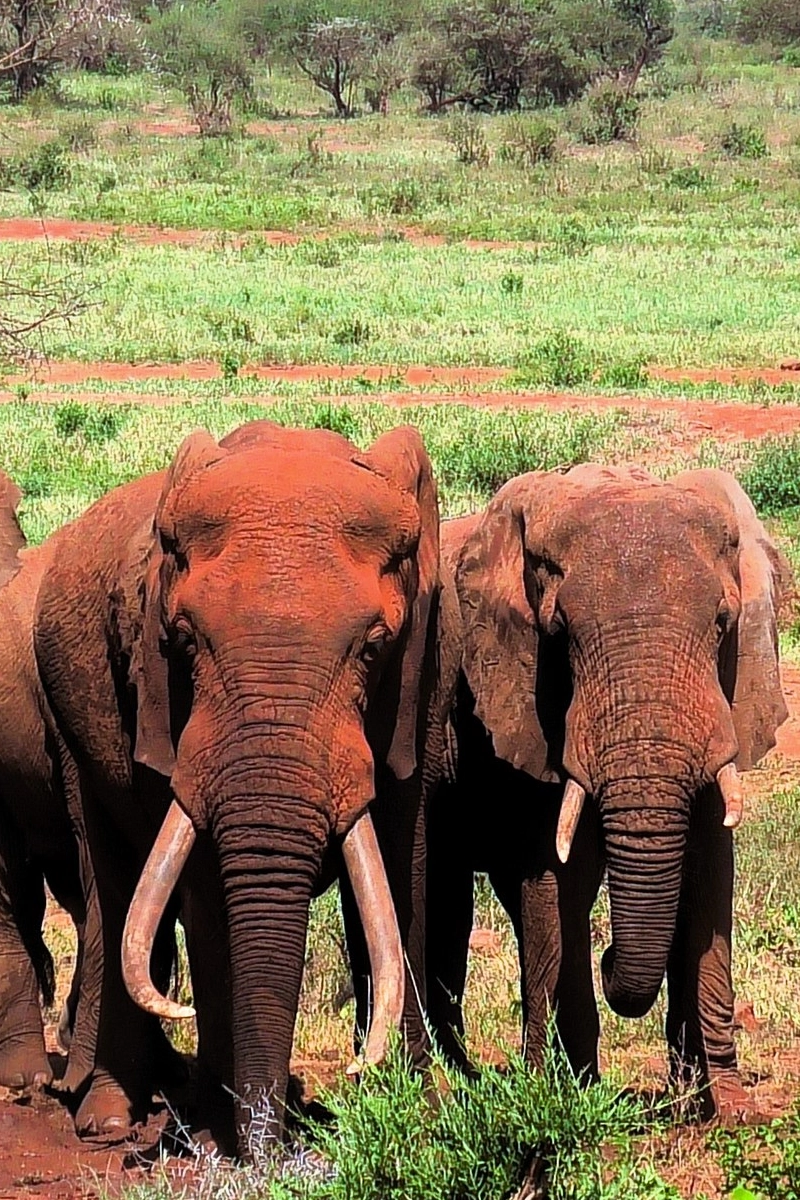 3-Days Tsavo East & Tsavo West National Park Safari