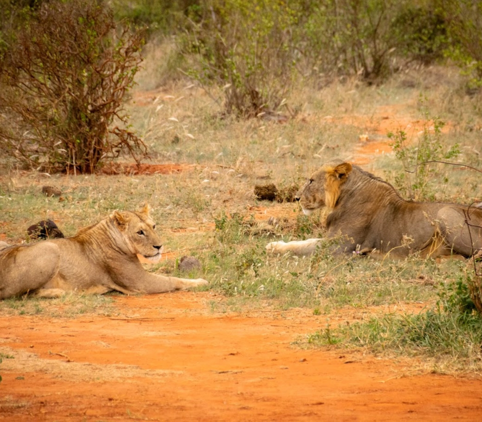 3-Days Tsavo West & East Safari From Nairobi To Mombasa Attractions