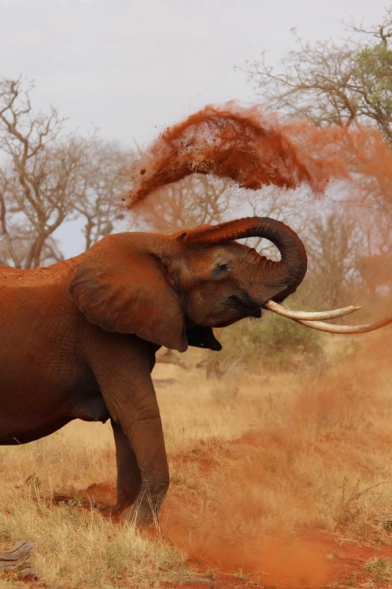 3-Days Tsavo West & East Safari From Nairobi To Mombasa