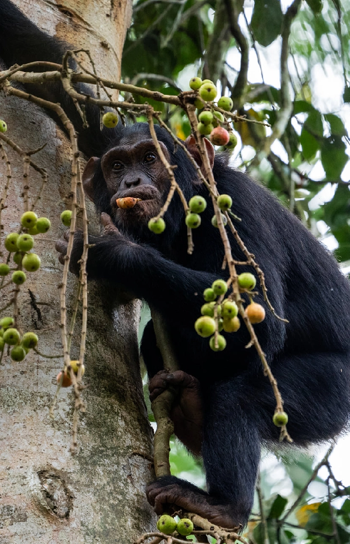4 Days Chimpanzee Trekking in Rwanda