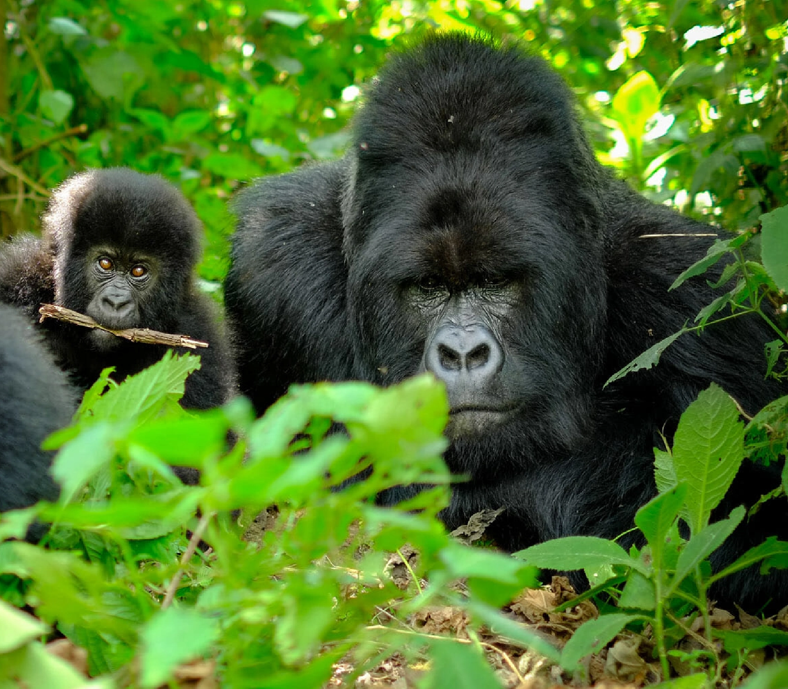 4 Days Chimpanzee Trekking in Rwanda Attractions