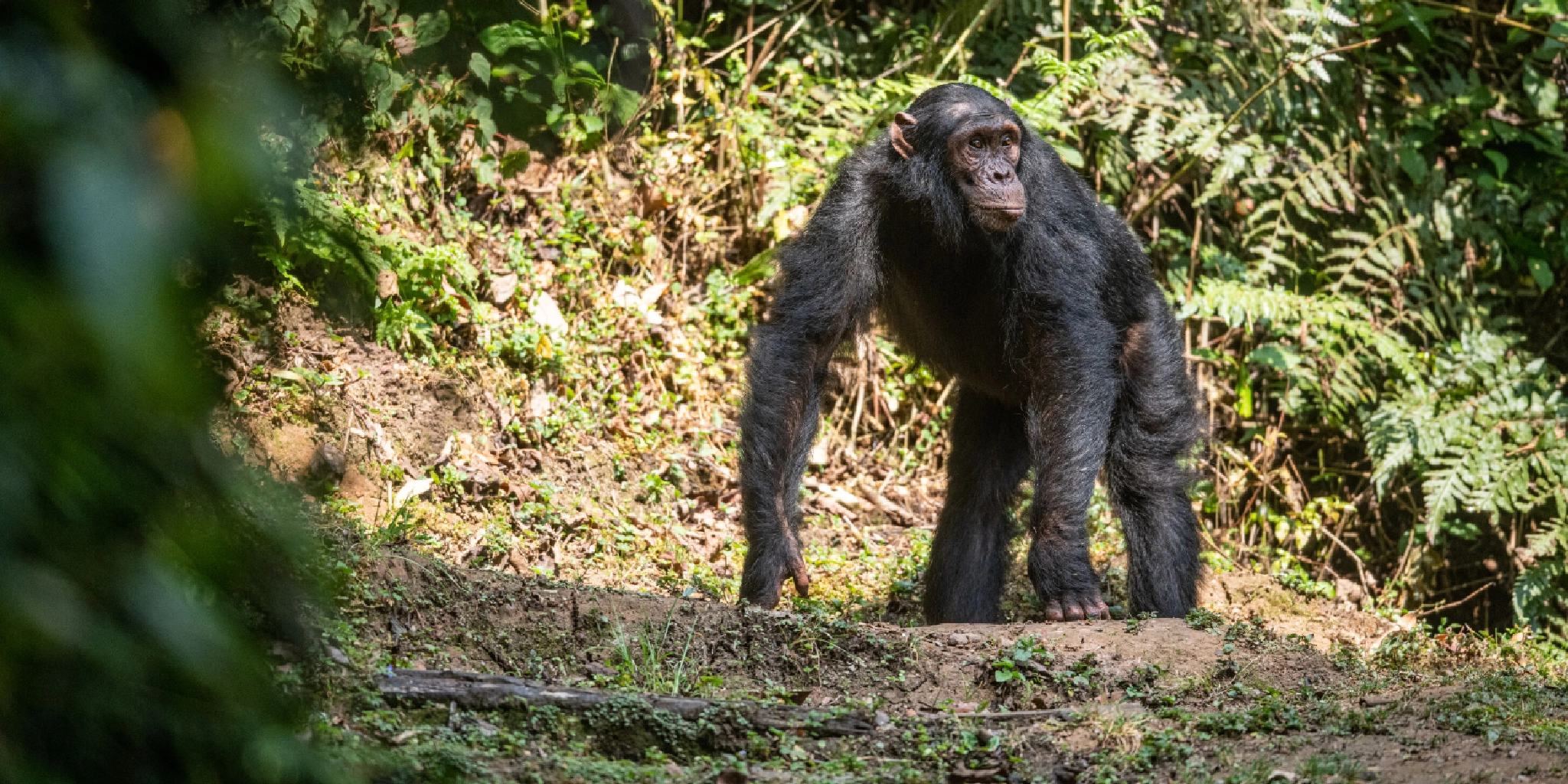 4 Days Chimpanzee Trekking in Rwanda