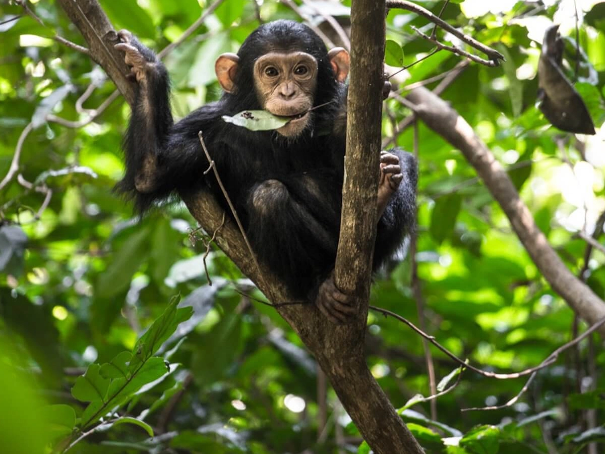 4 Days Chimpanzee Trekking in Rwanda