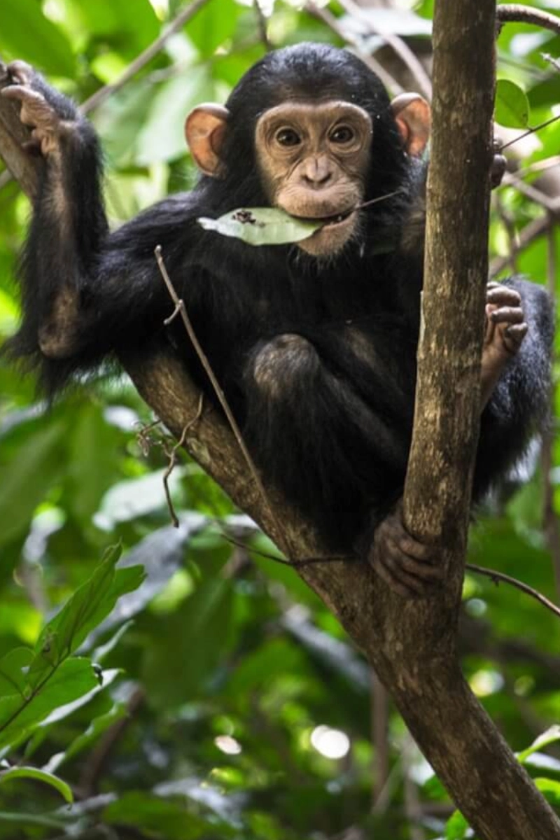4 Days Chimpanzee Trekking in Rwanda
