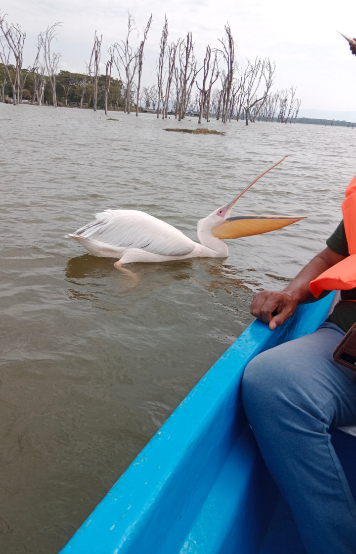 4-Days Lake Naivasha & Masai Mara Safari Boating