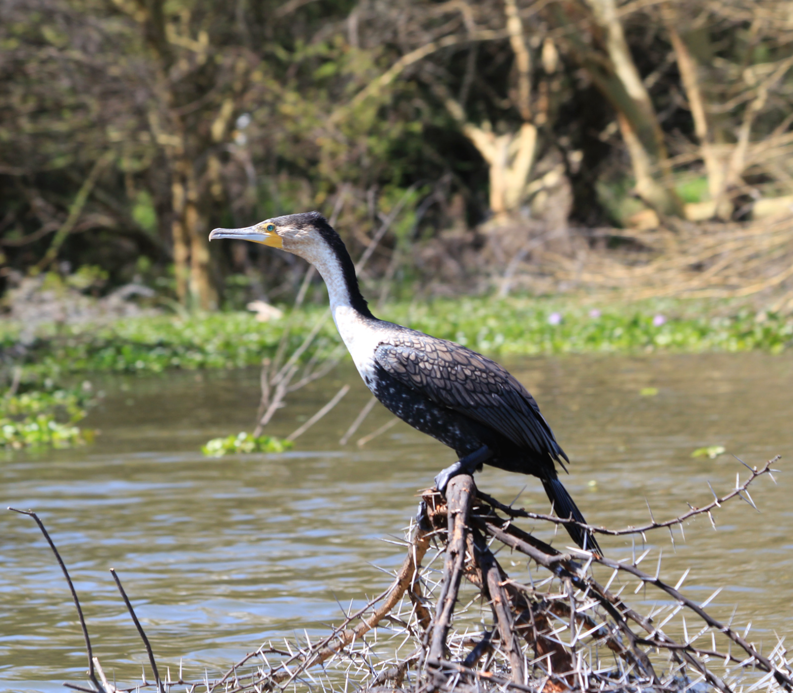 4-Days Lake Naivasha & Masai Mara Safari Attractions