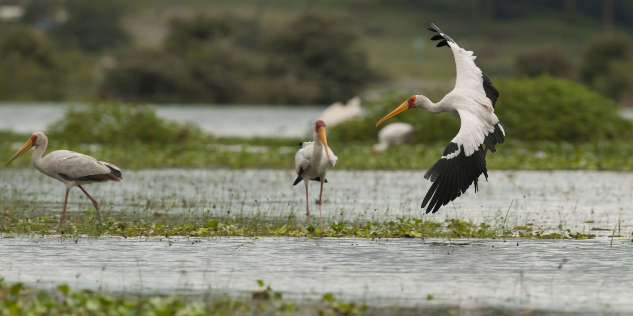 4-Days Lake Naivasha & Masai Mara Safari