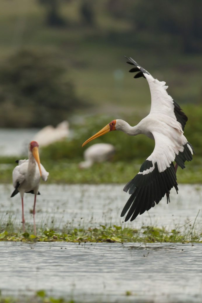 4-Days Lake Naivasha & Masai Mara Safari