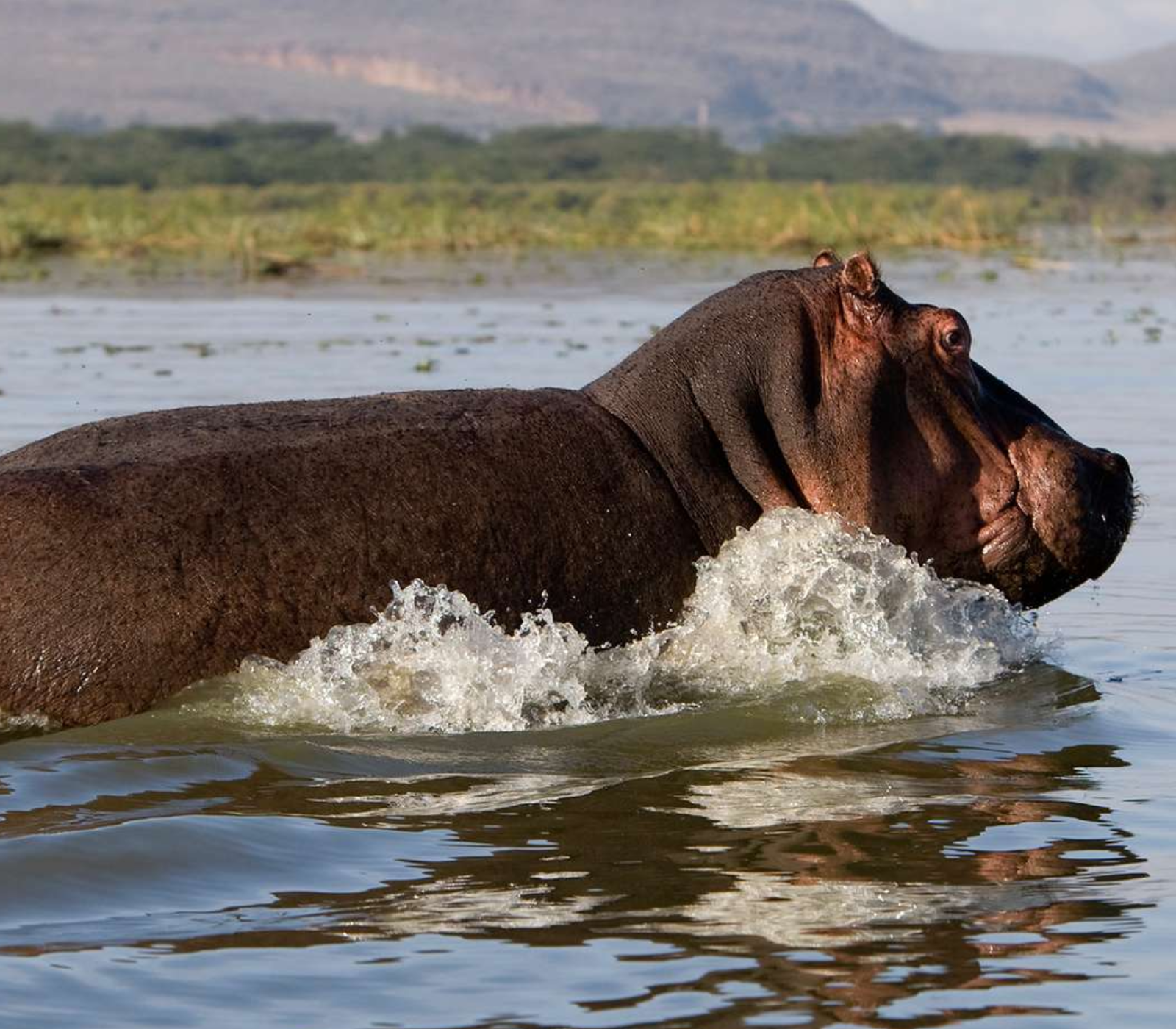 4-Days Lake Naivasha & Masai Mara Safari Attractions