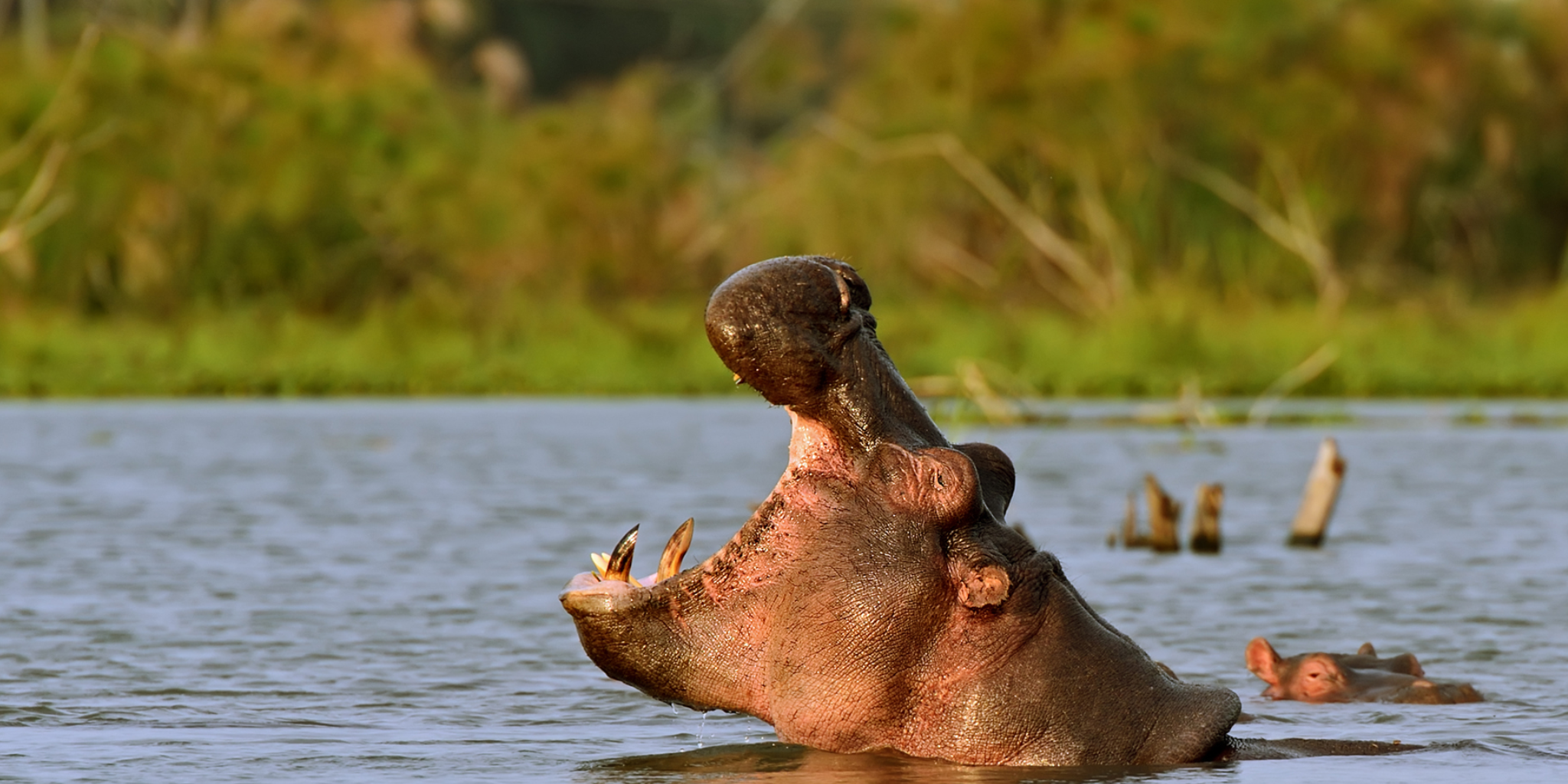 4-Days Lake Naivasha & Masai Mara Safari