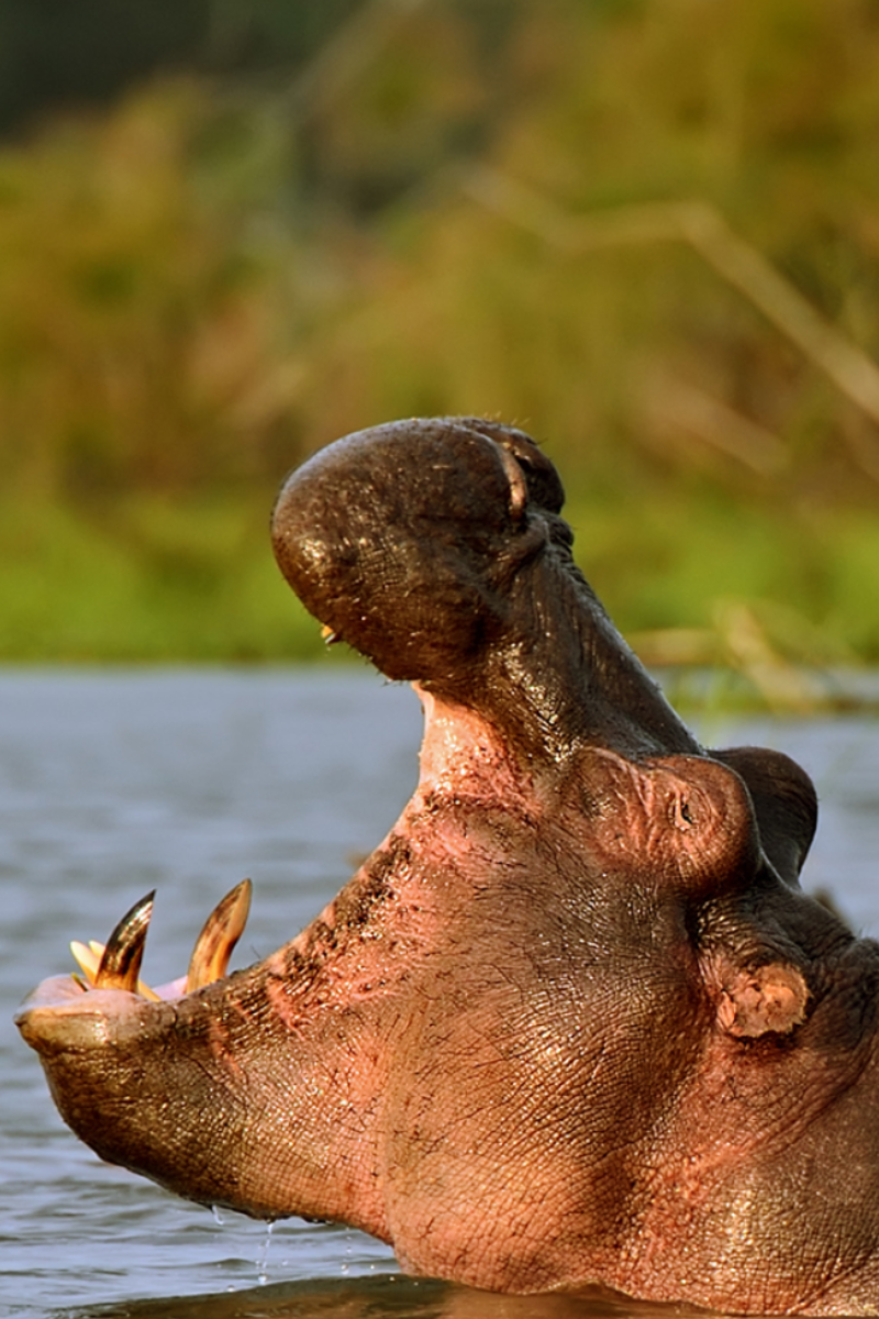 4-Days Lake Naivasha & Masai Mara Safari