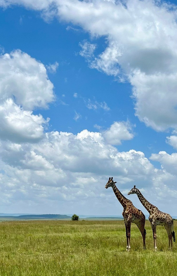 4-Days Masai Mara Game Reserve Safari Wildlife Viewing
