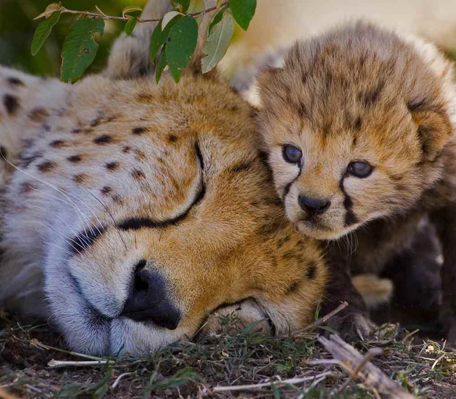 4-Days Masai Mara Game Reserve Safari Attractions