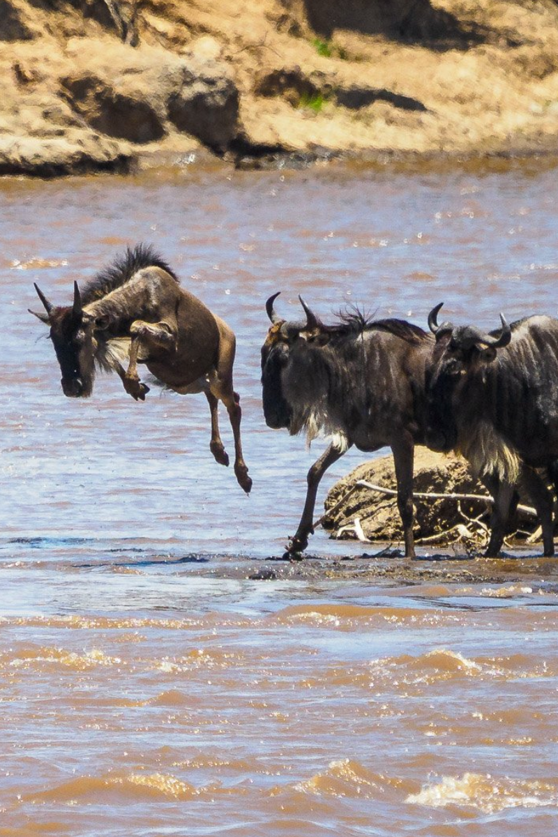 4-Days Masai Mara Game Reserve Safari