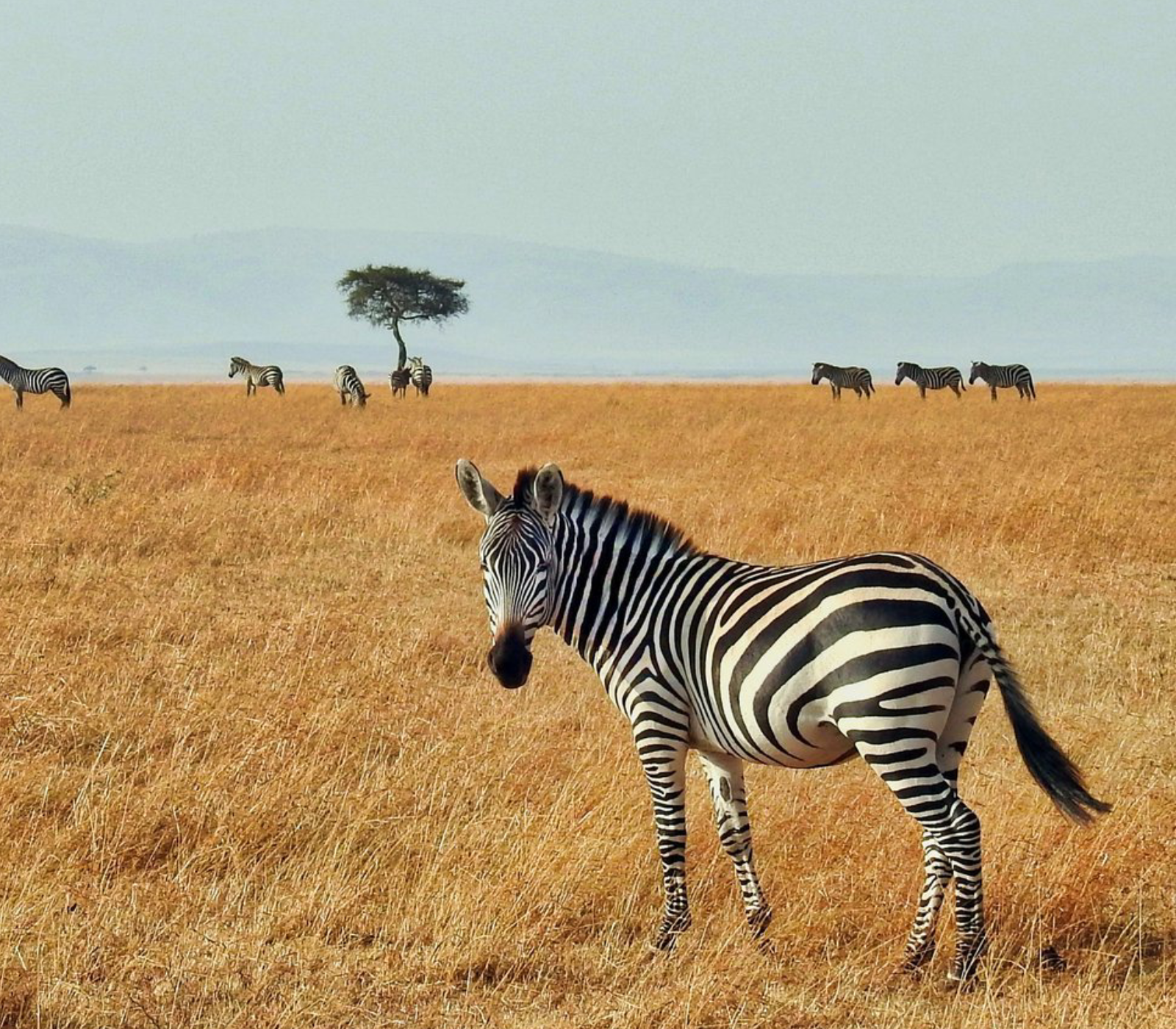 4-Day Private Safari: Lake Nakuru, Lake Naivasha & Masai Mara Attractions