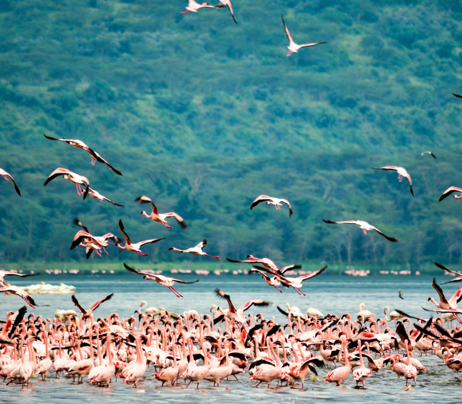4-Day Private Safari: Lake Nakuru, Lake Naivasha & Masai Mara Attractions