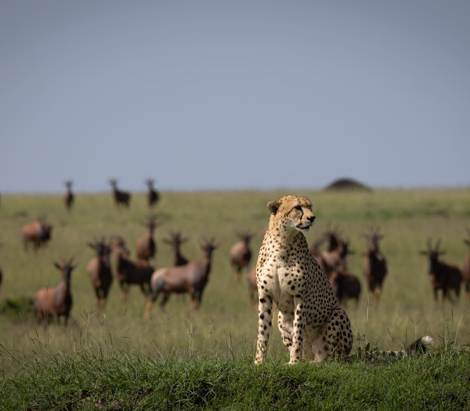4-Day Private Safari: Lake Nakuru, Lake Naivasha & Masai Mara Attractions