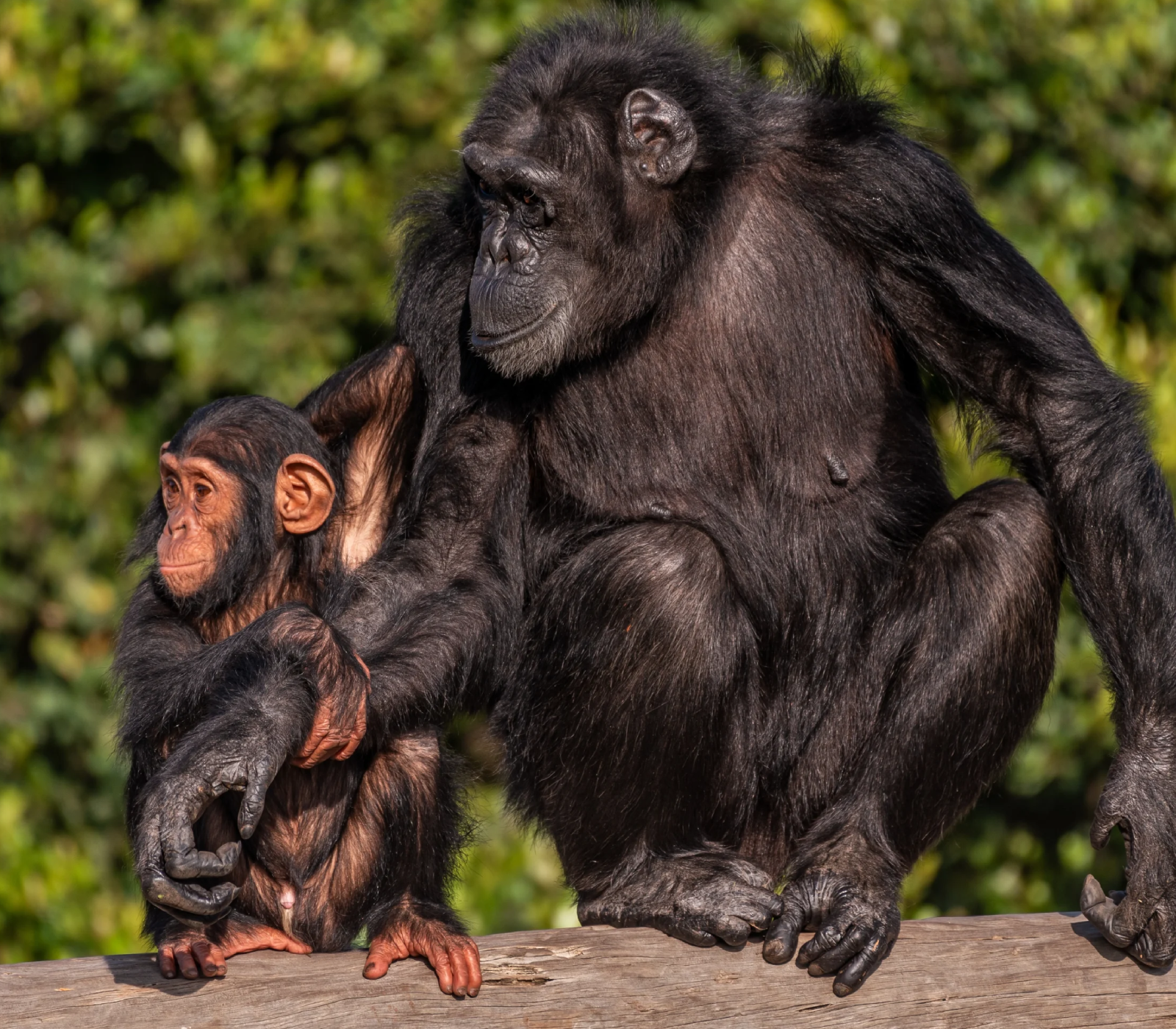 4-Days Private Safari – Ol Pejeta & Samburu Game Reserve Attractions