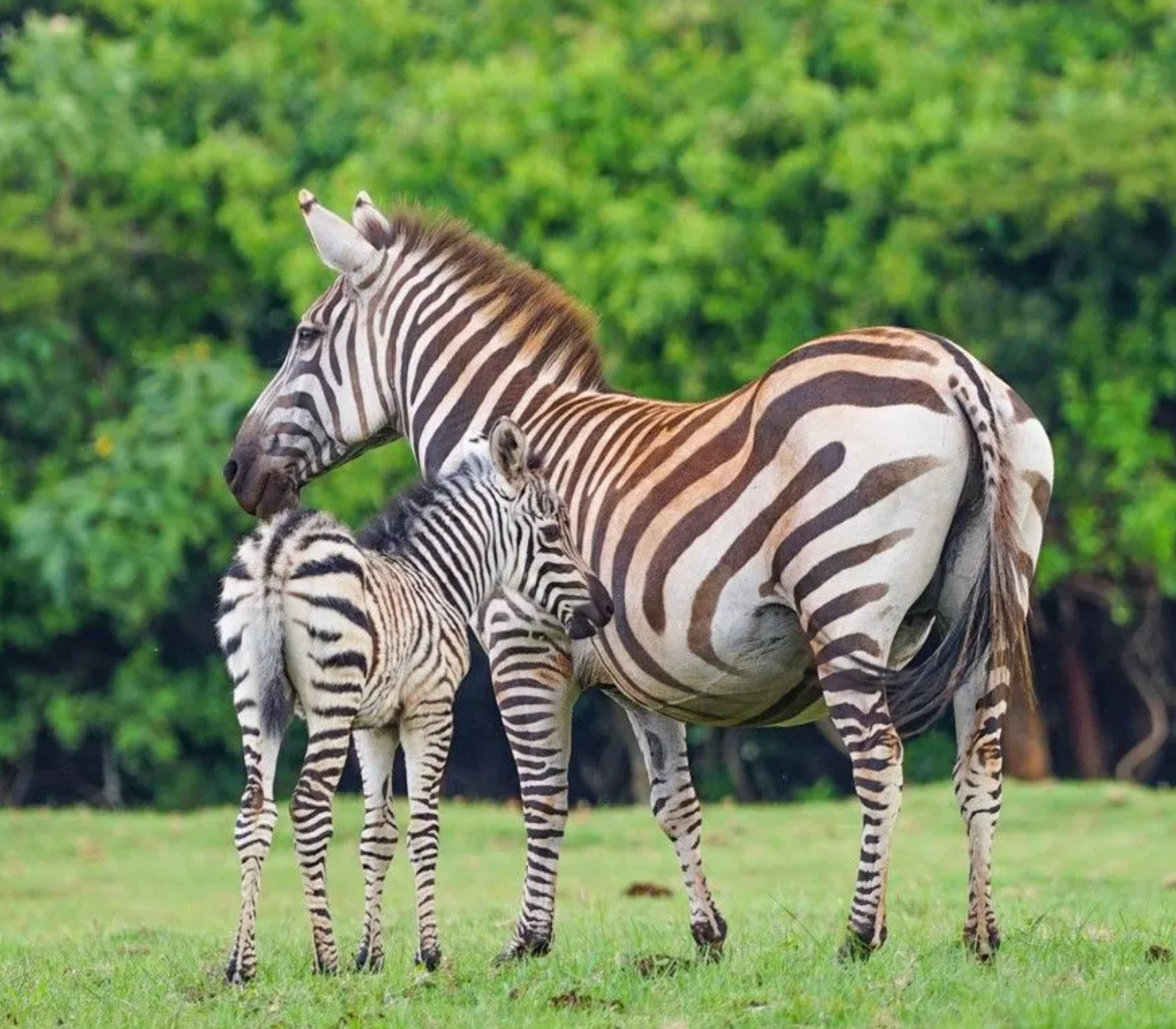 4-Days Private Safari – Ol Pejeta & Samburu Game Reserve Attractions