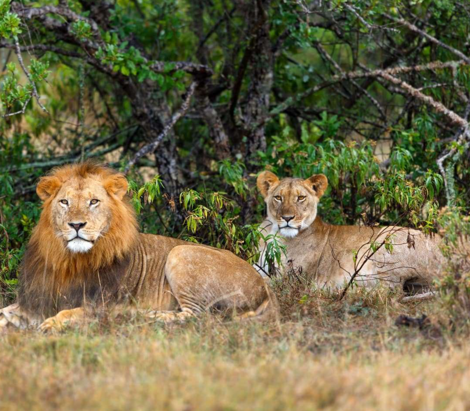 4-Days Private Safari – Ol Pejeta & Samburu Game Reserve Attractions