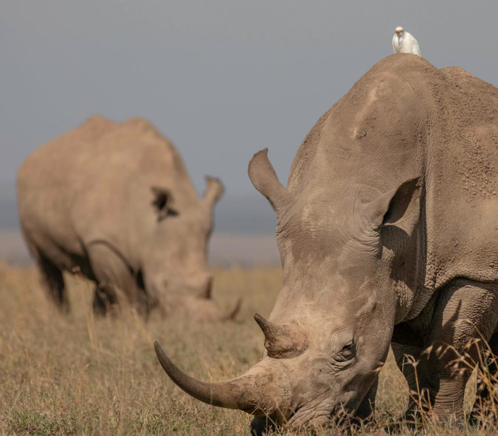 4-Days Private Safari – Ol Pejeta & Samburu Game Reserve Attractions