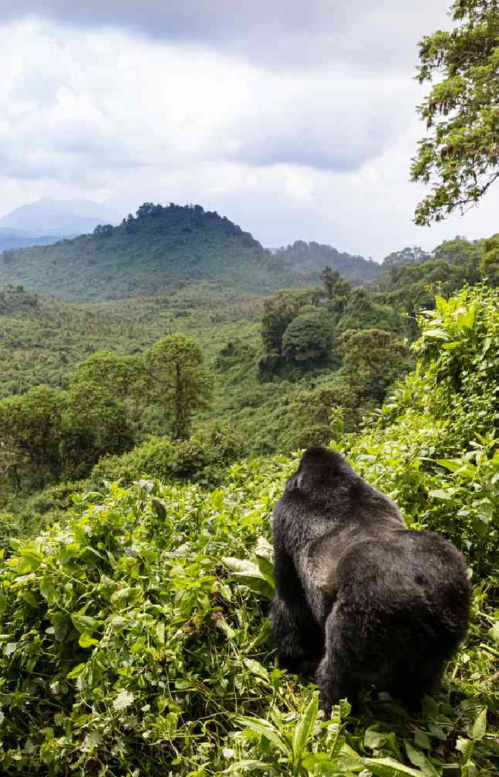 4 Days Rwanda Gorilla Trekking  wildlife 