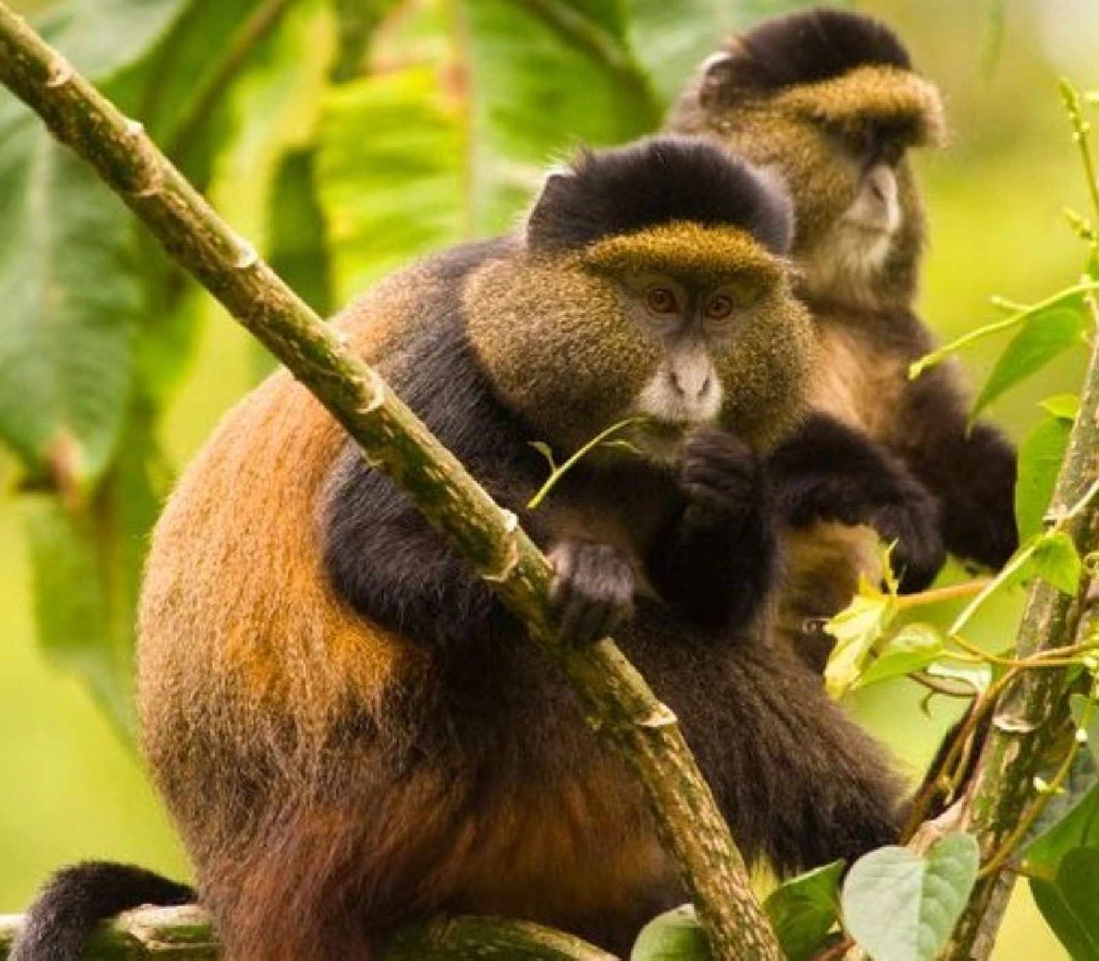 4 Days Rwanda Gorilla Trekking  attractions