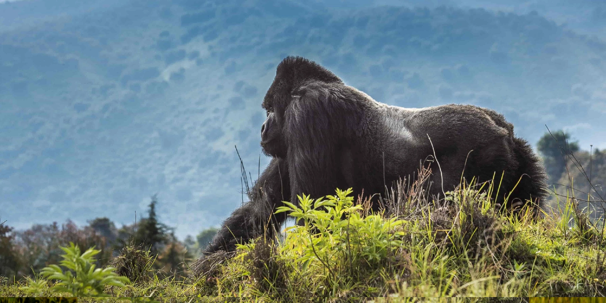 4 Days Rwanda Gorilla Trekking 