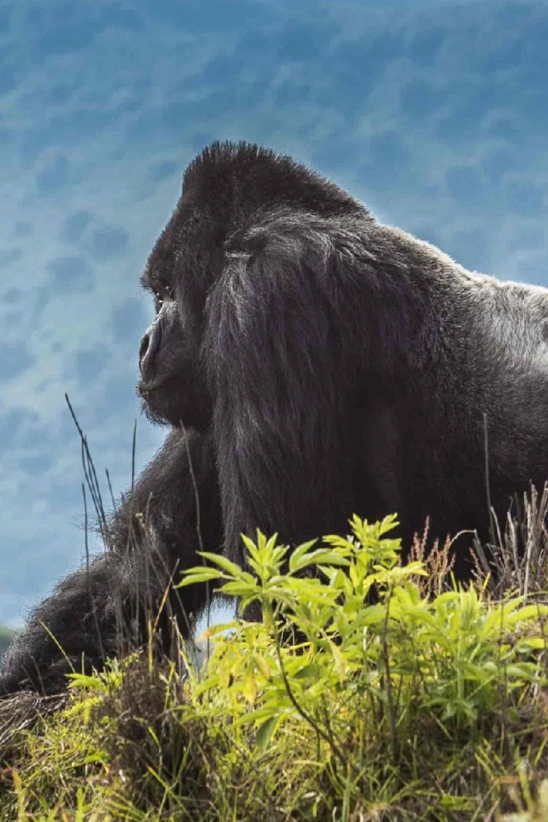 4 Days Rwanda Gorilla Trekking