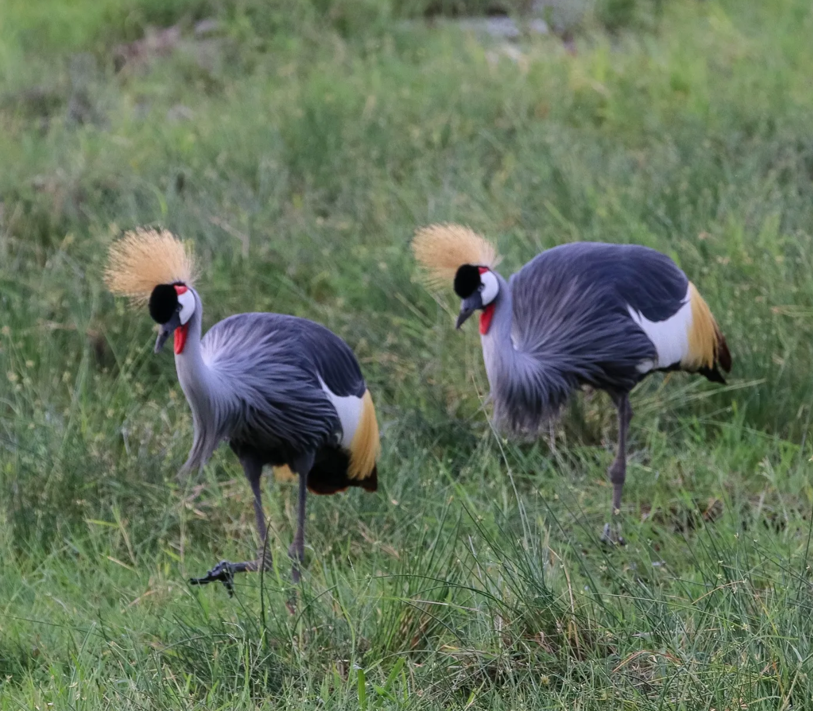 4-Days Safari Adventure! 3 National Parks Attractions