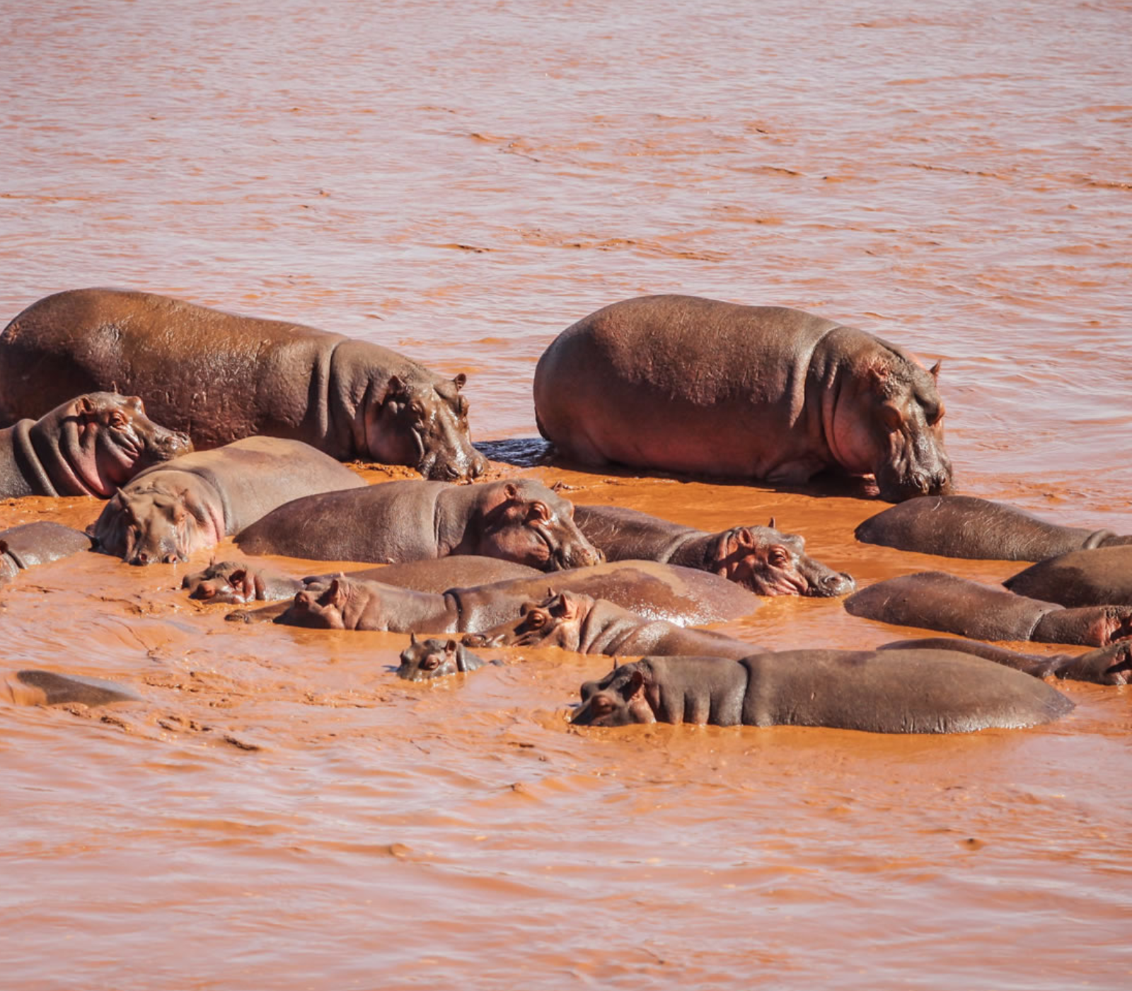 4-Days Safari Adventure! 3 National Parks Attractions